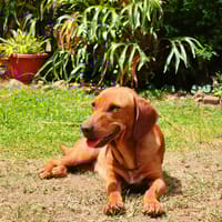 AISSA chienne croisé teckel, chienne à adopter