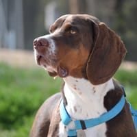 MONCHO, chien à adopter