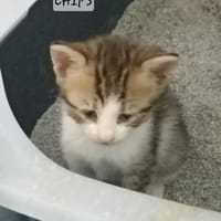 Chips, chatte à adopter