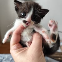 Mia, chatte à adopter