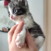 Crystal, chat à adopter