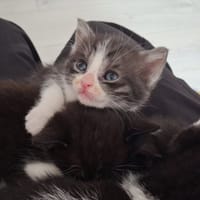 Riko, chat à adopter