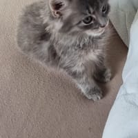 Yuki, chatte à adopter