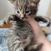 Malabar, chat à adopter