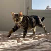 nymea, chatte à adopter