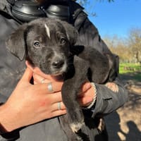 Kai, chien à adopter