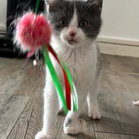 EDMOND, chat à adopter