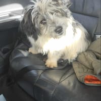 Quasar, chien à adopter