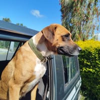 skadi, chienne à adopter