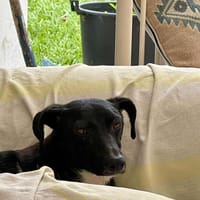 beckie, chienne à adopter