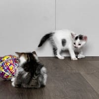 Piątek, kot do adopcji