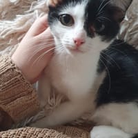Moon, chatte à adopter