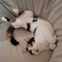 Tagada et Toffee, chatte à adopter