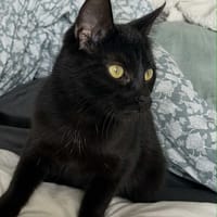 Charly, chat à adopter