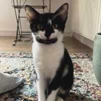 Milo, chat à adopter