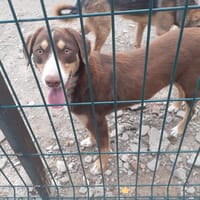 Toby, chien à adopter