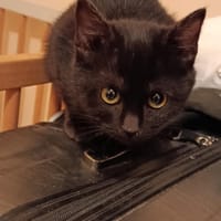 IRIS, chatte à adopter