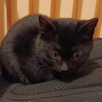 AARON, chat à adopter