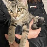 Albert, chat à adopter