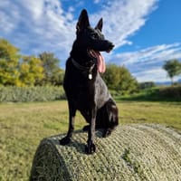 SAYKA, chienne à adopter