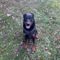 LOKI, chien à adopter