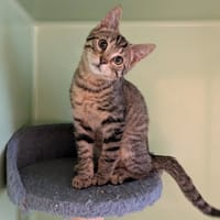 ALDO, chat à adopter