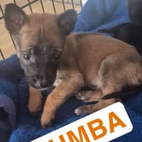 PUMBA, chien à adopter