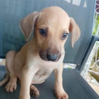 Diesel, chien à adopter