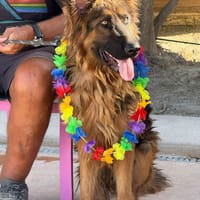 KING *** URGENT, chien à adopter