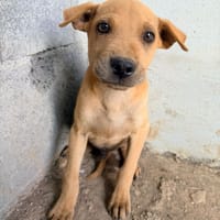 Looping, chien à adopter