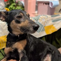 YONA (union animal), chienne à adopter