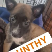 BOUNTHY, chien à adopter
