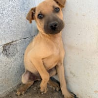 Mambo, chien à adopter