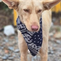 MAIA (Lara), chienne à adopter