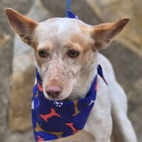 LIBIA (Lara), chienne à adopter