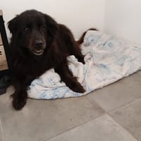 BELLE, chienne à adopter