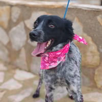 LASSIE (Lara), chienne à adopter