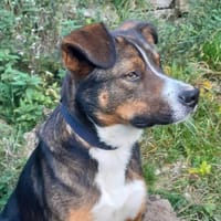 BJORN, chien à adopter