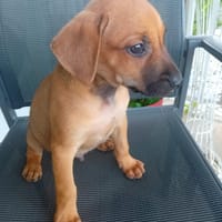 Rush, chien à adopter