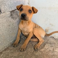 Yolie, chienne à adopter