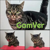 GamVer, chat à adopter