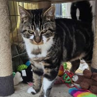 ANGIE, chat à adopter