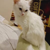 NAYA, chatte à adopter