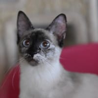 KYLIE, chatte à adopter