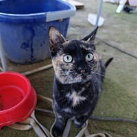 DEISI, chatte à adopter