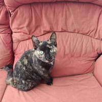 DEISI, chatte à adopter