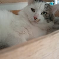 ADEL, chat à adopter
