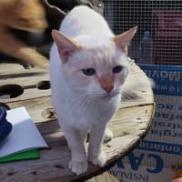 LUMIERE, chat à adopter