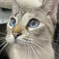 HOLLY, chatte à adopter