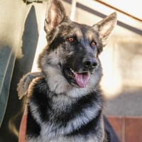 Tango, chien à adopter